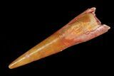Sharp, Pterosaur (Siroccopteryx) Tooth - Morocco #75555-1